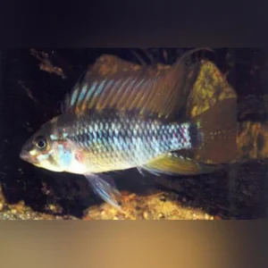 15-10.webp Apistogramma Eunotus Dwarf Cichlid
