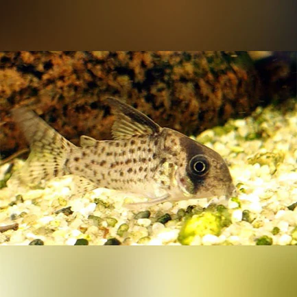 15-11.webp Cory Kanei