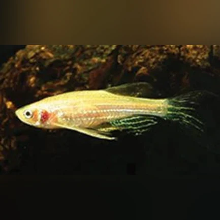 15-12.webp Gold Zebra Danio