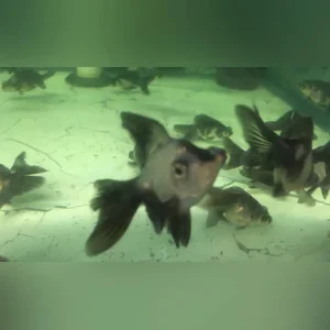 15-13.webp Panda Butterfly Goldfish