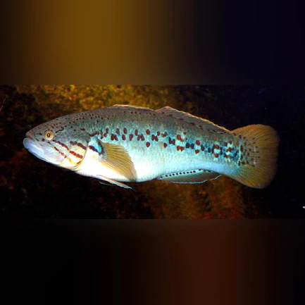 15-15.webp Purple Spot Goby