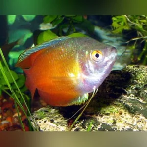 15-16.webp Red Flame Dwarf Gourami
