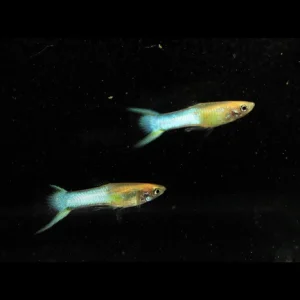 15-17.webp Endler Sky Blue - Male
