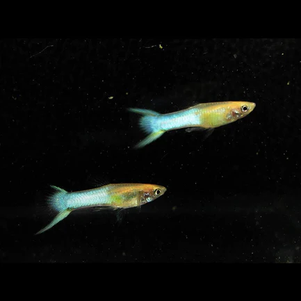 15-17.webp Endler Sky Blue - Male