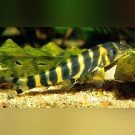 15-2-1.webp Queen Loach