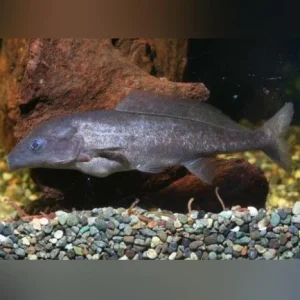 15-2.webp Dolphin Fish