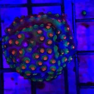 15.webp Cyphastrea Orange Coral Frag