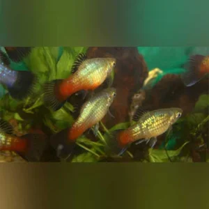 15-4.webp Rainbow Platy