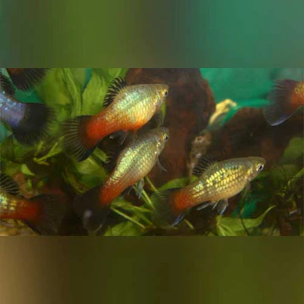 15-4.webp Rainbow Platy