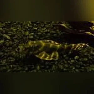 15-5.webp L-135 Candy Stripe Pleco