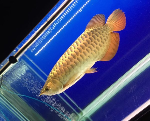 15.jpg Malaysian Golden Crossback Arowana