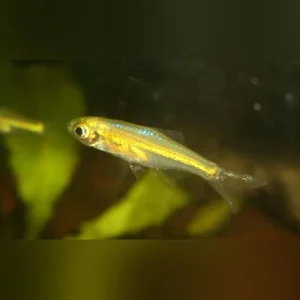 15-7.webp Green Kubotai Rasbora