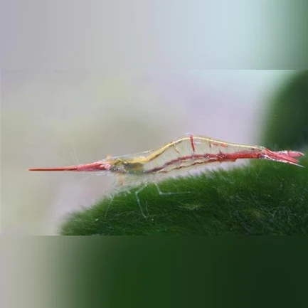 15-8-1.webp Rudolf the Red Nose Shrimp