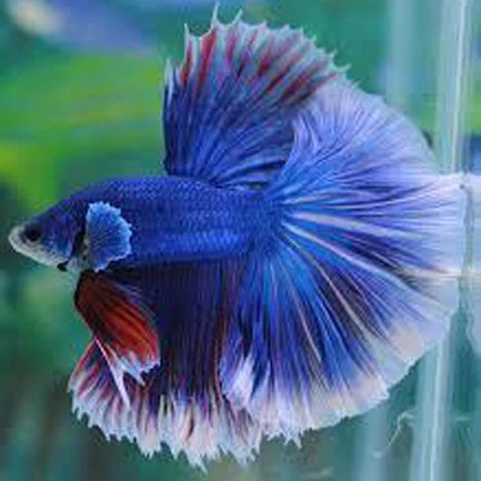 15-8.webp Halfmoon Butterfly Betta Male