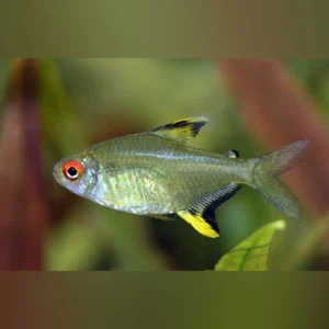 152.webp Lemon Tetra
