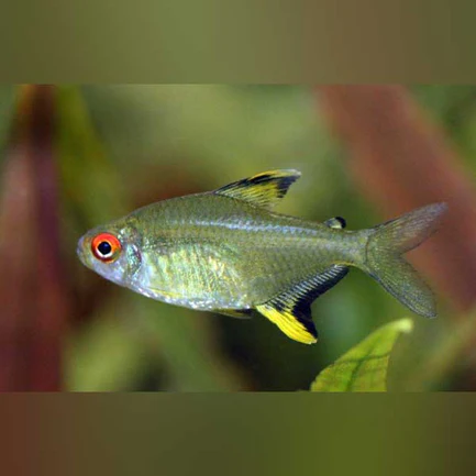 152.webp Lemon Tetra