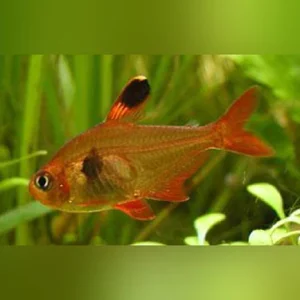 157.webp Red Phantom Tetra