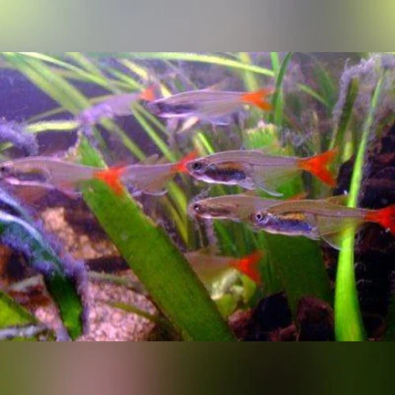 159.webp Glass Bloodfin Tetra