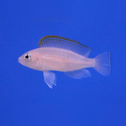 16-1.webp Caudopunctatus