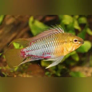 16-10-1.webp Apistogramma Hongsloi Dwarf Cichlid