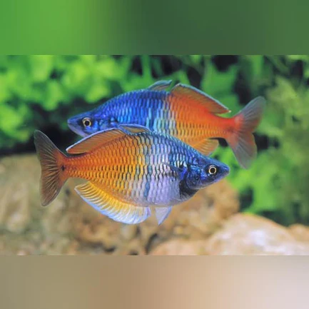 16-11.webp Boesemani Rainbowfish