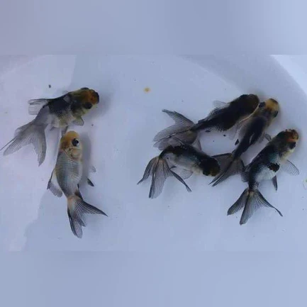 16-14.webp Panda Oranda Goldfish