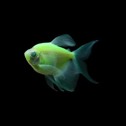16-15.webp Glo Tetra Long-Fin Green
