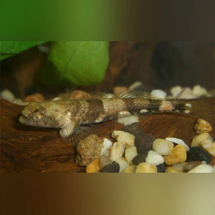 16-16.webp Taiwan Dragon Micro Goby