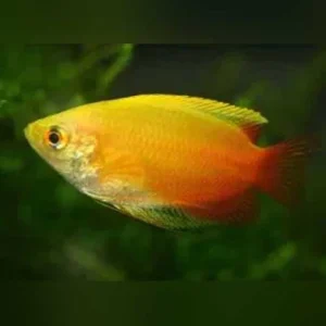 16-17.webp Red Gold Honey Dwarf Gourami