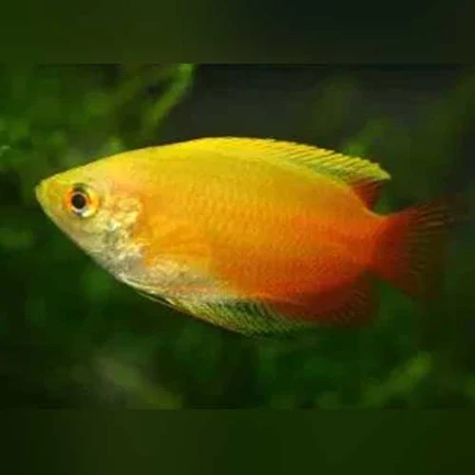 16-17.webp Red Gold Honey Dwarf Gourami