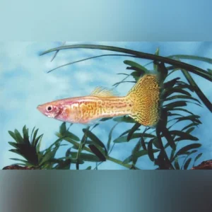 16-18.webp Gold Cobra Guppy (Pair)