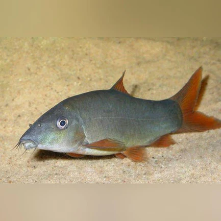 16-2.webp Red Tail Loach