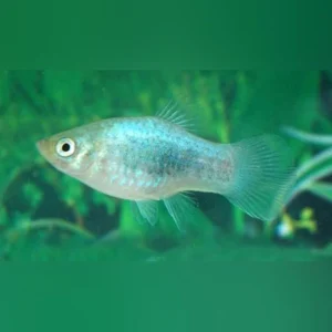 16-4.webp Blue Tuxedo Platy