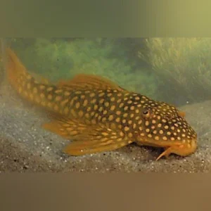 16-5.webp L-14 Goldie Pleco