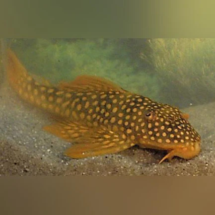 16-5.webp L-14 Goldie Pleco