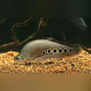 Clown Knifefish