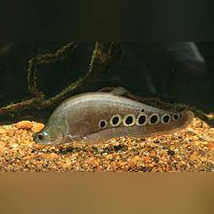 16-6.webp Clown Knifefish