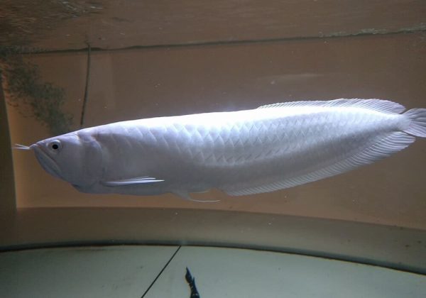 16.jpg Platinum Arowana For Sale