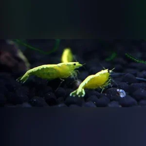 16-8-1.webp Gold Back Yellow Fire Shrimp