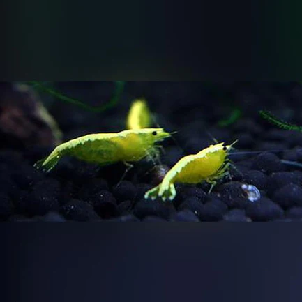 16-8-1.webp Gold Back Yellow Fire Shrimp