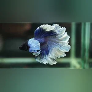 16-8.webp Halfmoon Rosetail Betta