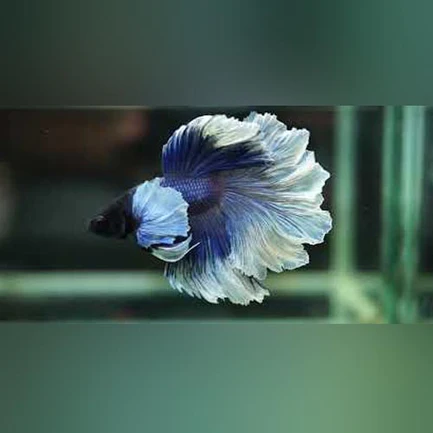 16-8.webp Halfmoon Rosetail Betta