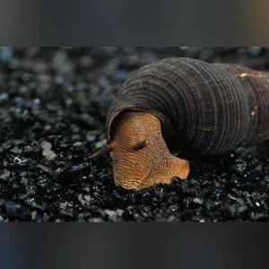 Orange Rabbit Snail