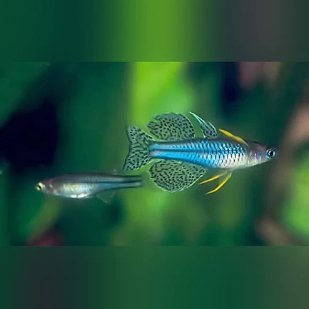 167.webp Blue Eye Gertrudae Rainbowfish