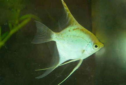 168.webp Gold Angelfish