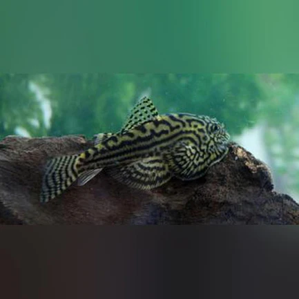 17-1-1.webp Reticulated Hillstream Loach