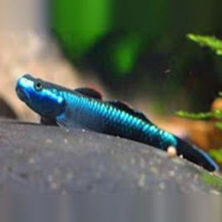17-10.webp Neon Blue Stiphodon Goby