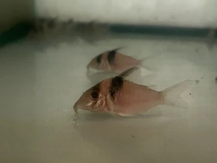 17-11.webp Cory Sagama