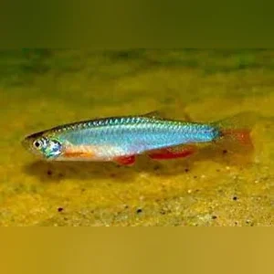 17-12.webp Long Fin Pearl Danio