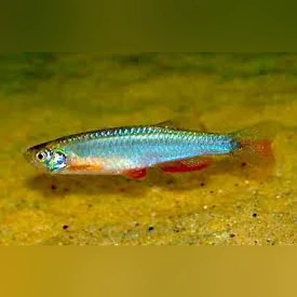 17-12.webp Long Fin Pearl Danio